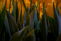 Tulips, Chicago Botanic Garden, Glenco, IL