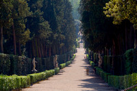avenue of cypres Boboli