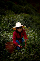 Day 7 Longjin Tea plantation