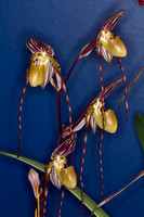 Illinois Orchid Society show 2013